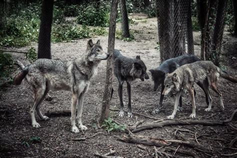 Gray Wolf Mn Zoo Enrichment