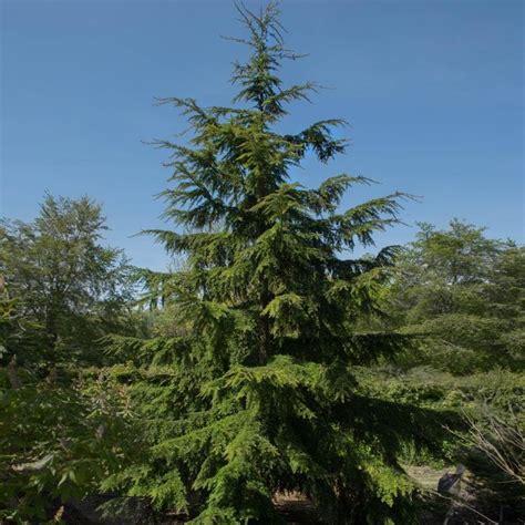 Canadian Hemlock Tree Canadian Hemlock Evergreen Hedge