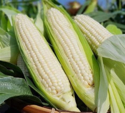 30 Waxy Conrn Seeds Treated Seedssticky Corn Vietnamese Bap Nep Nu