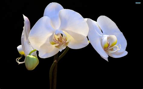 White Orchid Wallpapers Wallpaper Cave