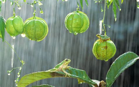 Frogs On The Plants In The Rain Wallpapers And Images