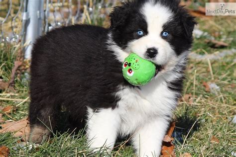 55 Adorable Australian Shepherd Dog Images And Pictures