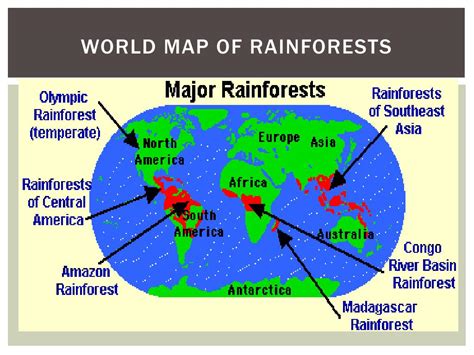 The tropical rainforest is one of the world's most threatened biomes, despite being home to some of the most diverse and unique species on the planet. PPT - Tropical Rainforest PowerPoint Presentation, free download - ID:2195595