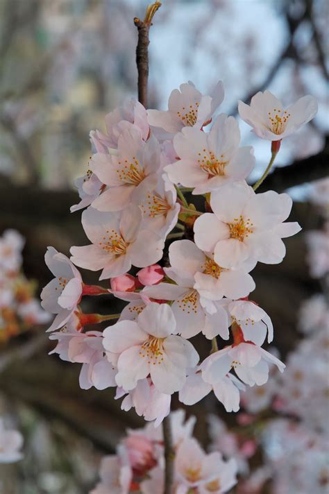 Pin By اوراق الخريف On زهور ملونه Flowering Cherry Tree Japanese