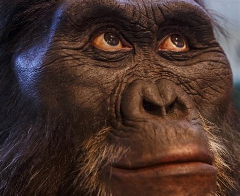Did Human Ancestor Lucy Have A Midwife Live Science