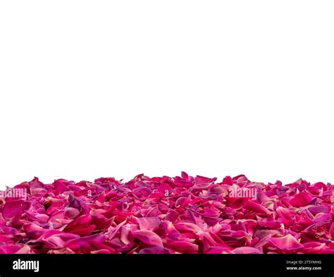 Deep Pink Rose Petals As Frame On Side Of Photo Isolated On White With