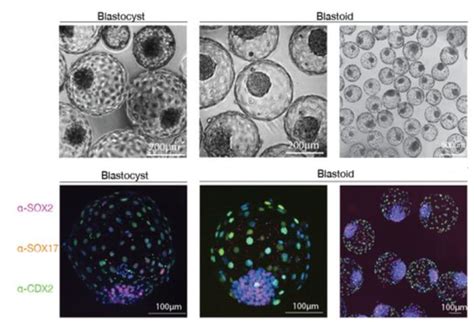 Bovine Blastocyst Like Structures Derived From Stem Cell Cultures