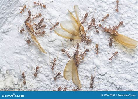 Swarm Of Weaver Ants Feeding On The Alates Termite Stock Photo Image