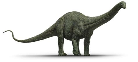 Apatosaurus History And Some Interesting Facts
