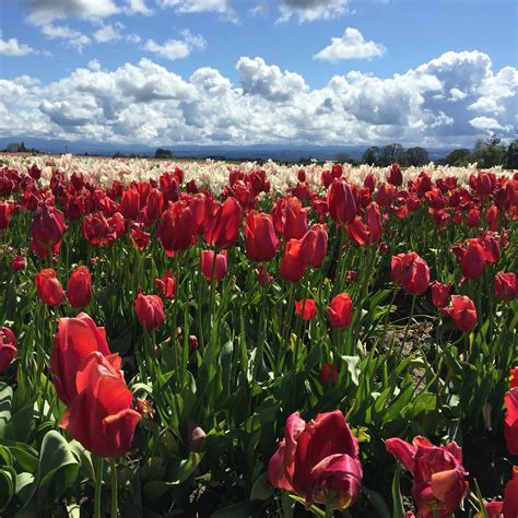 Wooden Shoe Tulip Festival In Woodburn Oregon Wooden Shoe Tulip