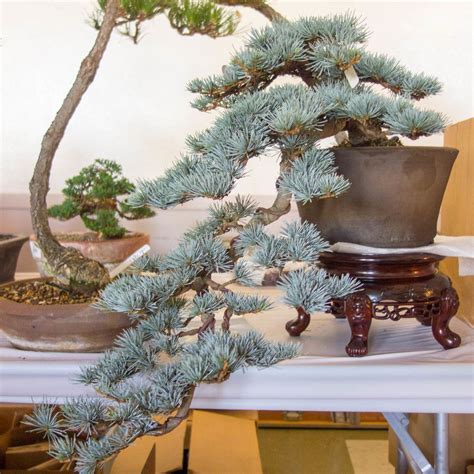 The foundations of bonsai', written and developed over the past 15 years is out now! REBS 31st Annual Show - Dupuich | Bonsai tree, Bonsai ...