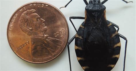 Maycintadamayantixibb Assassin Beetle Vs Stink Bug