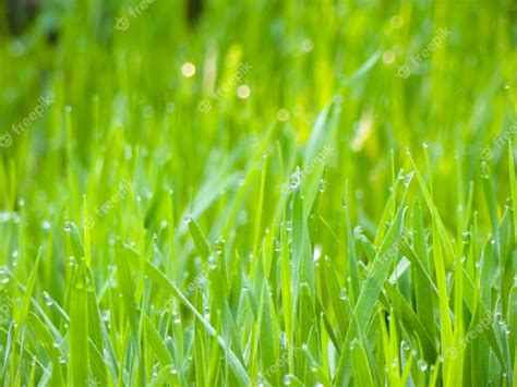 Premium Photo Background Of Dew Drops On Bright Green Grass In The