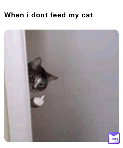 When I Dont Feed My Cat Yourmom1 Memes