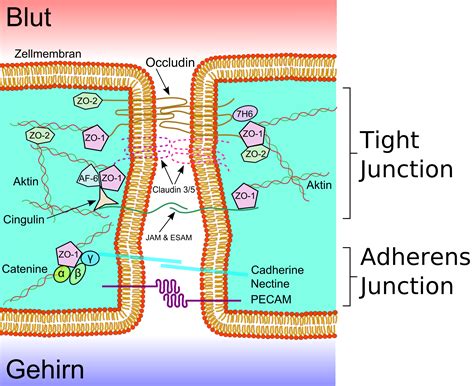 Blut hirn schranke w hirnschranke abkbhs e blood brain barrier abkbbb selektive barriere zwischen blut und gehirn die den unkontrollierten ubertritt von blutbestandteilen oder im blut gelosten. Junctional Adhesion Molecule