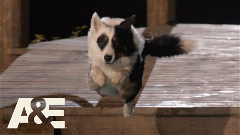 Maker The Border Collie Runs Obstacle Course In Under 2 Minutes