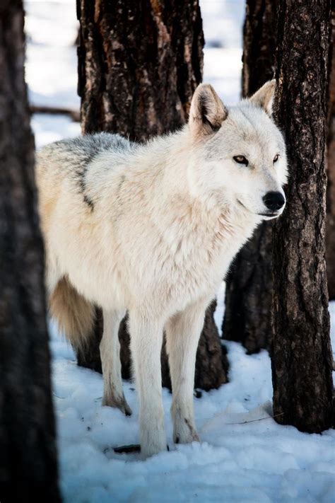 Nice 20 Awesome Arctic Wolf Photography Ideas Arctic Wolf Wolf Dog