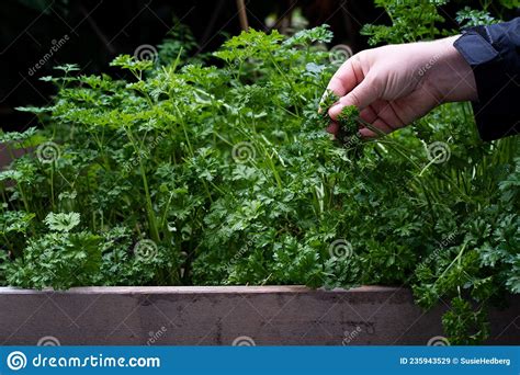 Harvesting Fresh Parsley From The Garden Stock Image Image Of Pruning Fresh 235943529