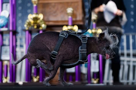 Meet The Best Of The Worst The 2023 Worlds Ugliest Dog Contestants