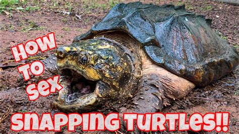 How To Sex Snapping Turtles And Ast Pond Update Youtube