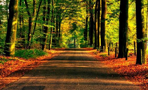 Caminos En El Bosque Kyoto The Road Not Taken Landscape Drawings