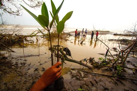 Kembali Lebatnya Mangrove Karangsong Ditengah Ancaman Krisis Pesisir