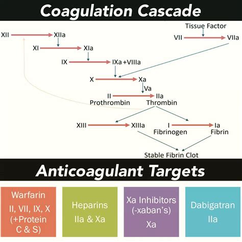 Coagulation Cascade Anticoagulants