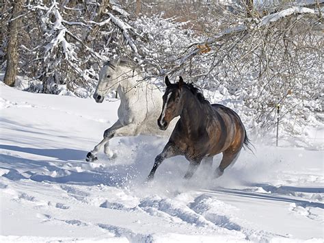 Horse On The Snow Facts And Pictures All Wildlife Photographs