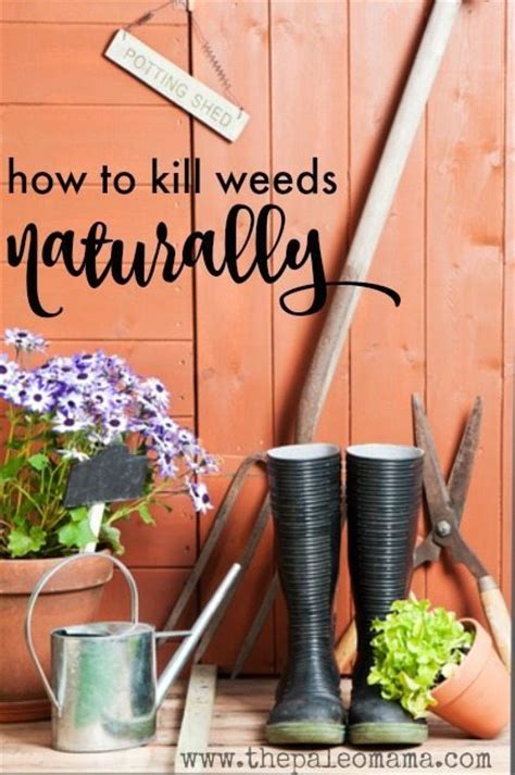 What do you want the area to be? How to Kill Weeds Naturally - The Paleo Mama