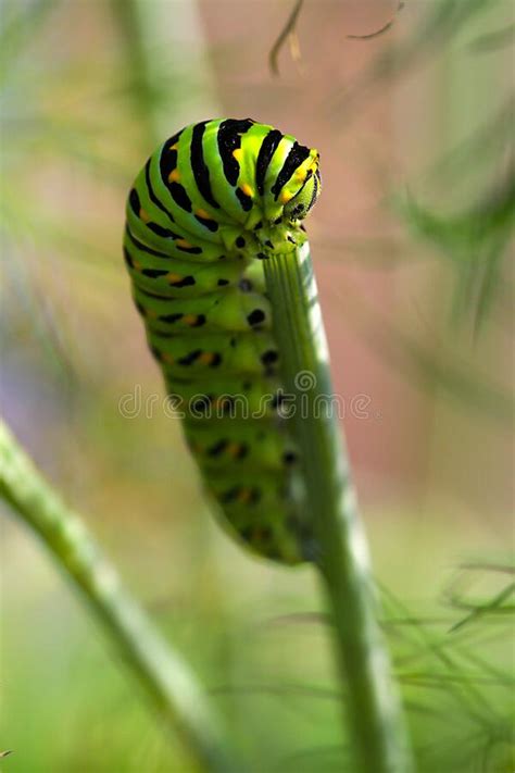 Coda Di Rondine Nera Orientale Caterpillar Fotografia Stock Immagine