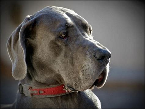 Der wels kann unvorsichtigen wasservögeln zum verhängnis werden. B-Wurf mit 32 Monaten - Deutsche Doggen Züchter
