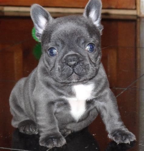 French Bulldog Blue Frenchies Bulldog Puppies For Xmas Dont Mist Text