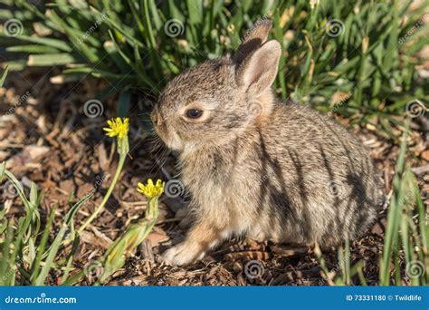 Cute Baby Cottontail Rabbit Stock Photo Image Of Lagomorph Baby