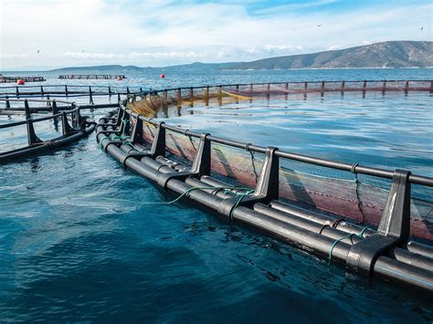 Catfish are easy to farm in warm climates, leading to inexpensive and safe food at local grocers. China to trial offshore fish-wind farms integrated with ...