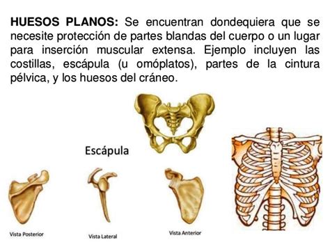 Clasificacion De Los Huesos