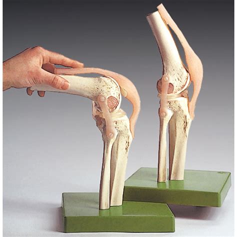 Functional Model of the Knee Joint Anatomical Chart Company NS-50