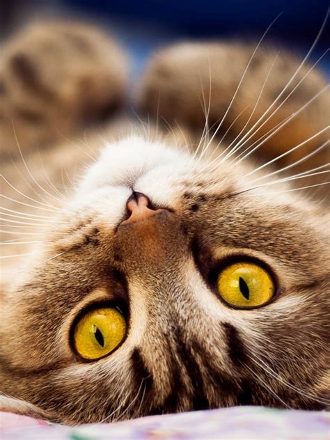 69 Wallpaper Gambar Animasi Kucing Lucu Dan Imut Gratis Download