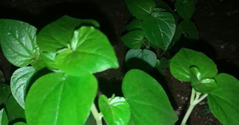 Daun sirih juga bisa jadi obat meredakan nyeri otot. Manfaat daun sirih bumi untuk obat | Dunia Online
