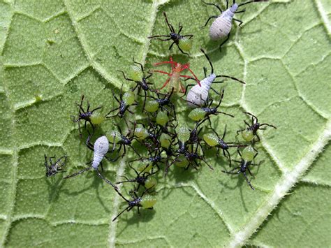 Diy pest guy staff on aug 14, 2017 Grow Your Own Food | Welcome to The Neuro Nerd!