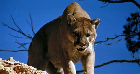 Cougar Facts 12 Interesting Facts About Cougars Kickassfacts
