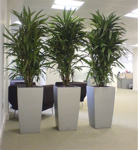 Patio plants can also help you flex your green thumb if cordylines are robust, tropical stunners that tend to grow tall and bright. tall potted plants for privacy - Google Search | Apartment ...
