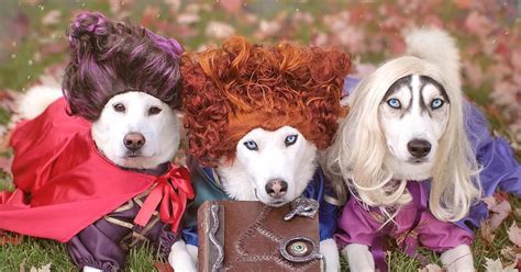 Labrador And Husky Dogs In Hocus Pocus Halloween Costume Popsugar Uk Pets