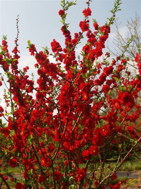 Find double take™ 'scarlet storm' quince plants now from nature hills nursery. Double Take Scarlet™ - Quince - Chaenomeles speciosa ...