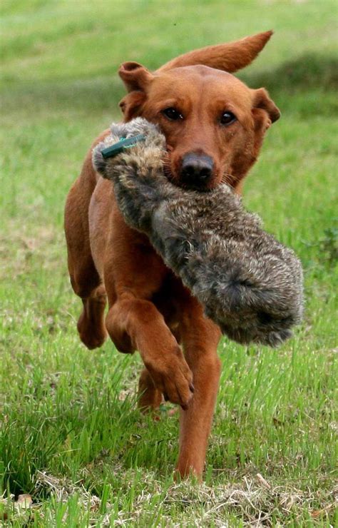 These fox red lab puppies are energetic, playful, loving, loyal, & make great family pets! Fox Red Lab - Your Guide To The Fox Red Labrador Retriever