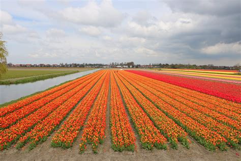 Flower Forecast 6 May 2021 The Tulips Are Still Flowering In