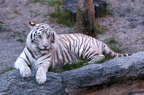 White Siberian Tiger Busch Gardens Tampa Bay Abi Skipp Flickr