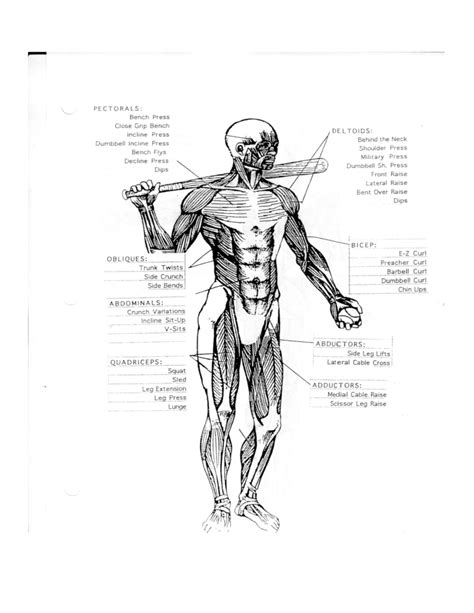 Basic Muscle Chart Free Download