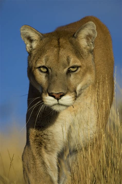 Bibliophily Interesting Facts About The Cougar