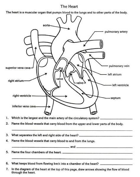 Label The Heart Worksheet Answer Key
