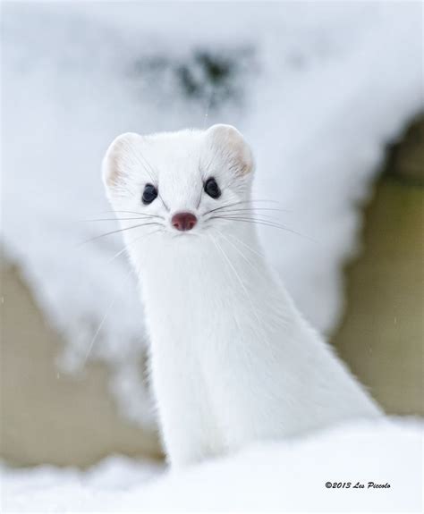 55 Best Weasels Images On Pinterest Wild Animals Ferrets And Animal